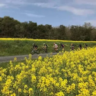 imagen la ports del maresme campo de flores amarillas marcha ciclista
